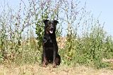 BEAUCERON 271